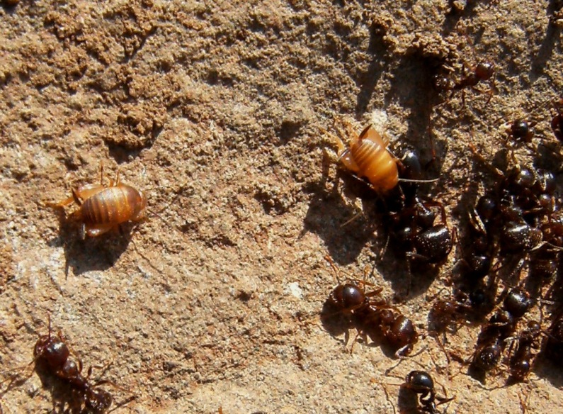 Ospiti delle Messor:Tricholepisma, Oniscidae e Myrmecophilus